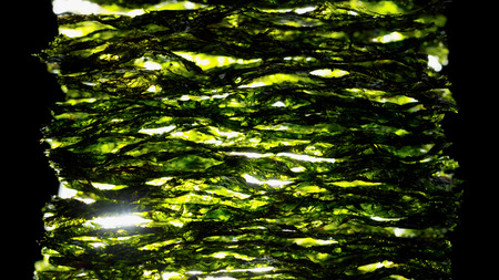 dried nori seaweed laminaria sheetsの写真素材