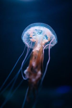 glowing jellyfish underwaterの写真素材