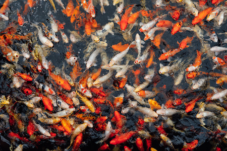 koi carp fish, top viewの写真素材