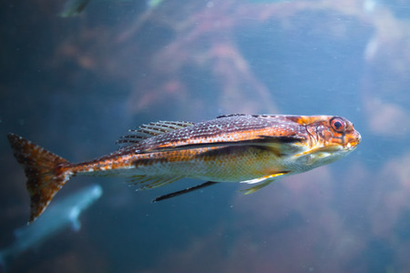 fish in aquarium with illuminationの写真素材