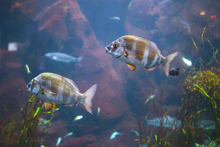 fish in aquarium with illumination