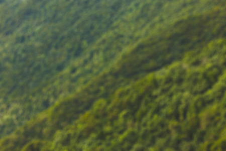 defocused bokeh of green foliage background