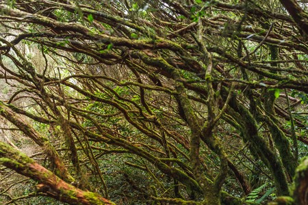 tree branches in Anaga rural park, Tenerifeの写真素材