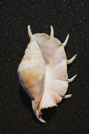 big seashell spider conch (lambis truncata) on black sand coast