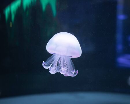 jellyfish rhizostoma pulmo underwaterの写真素材