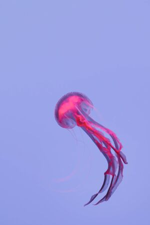 glowing jellyfish chrysaora pacifica underwaterの写真素材