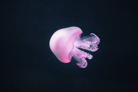 purple jellyfish rhizostoma pulmo underwaterの写真素材