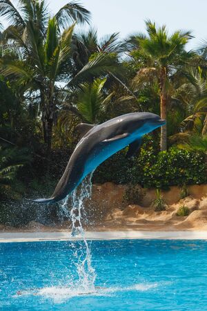 jumping dolphin in blue waterの写真素材