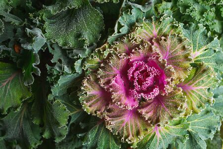 colorful blooming ornamental cabbage flower (cauliflower) with frostの写真素材