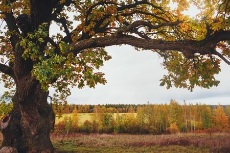 oak tree branch, copy-space backgroundの写真素材