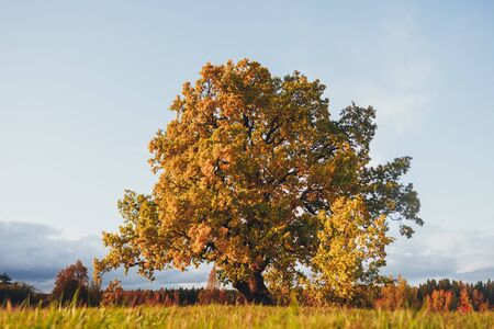 oak tree with yellow foliage at sunny autumn dayの写真素材