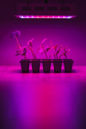 cucumber sprouts under led light grow lampの写真素材