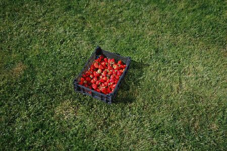 strawberries box on green lawn backgroundの写真素材