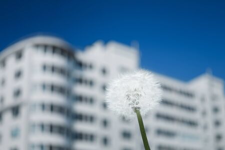 dandelion flower against high-rise apartment buildingの写真素材