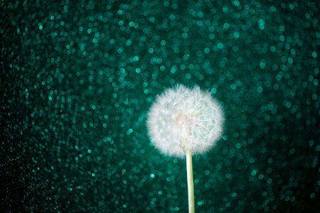 dandelion flower on emerald glitter backgroundの写真素材