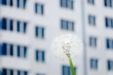 dandelion flower against high-rise apartment building