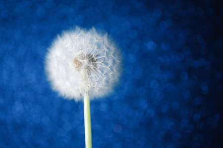 dandelion flower on blue bokeh backgroundの写真素材