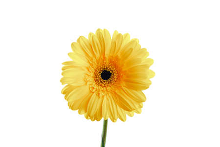 yellow gerbera flower, isolated on white, close-up viewの写真素材