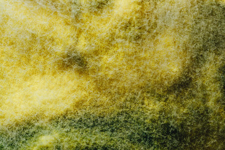 yellow mold background, macro viewの写真素材