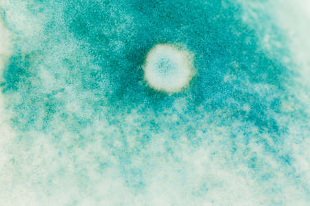 blue mold background, macro viewの写真素材