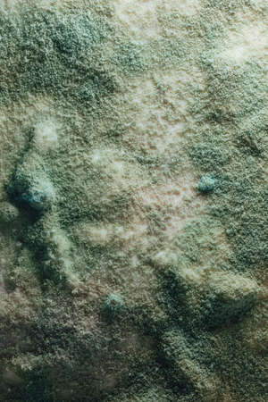 blue mold background, macro viewの写真素材
