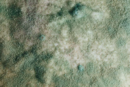 blue mold background, macro viewの写真素材