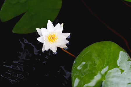 water lily on the lake