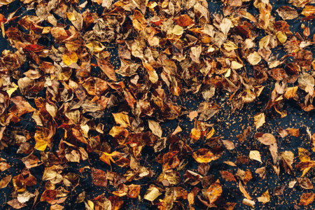 abstract dried leaves background, close-up viewの写真素材