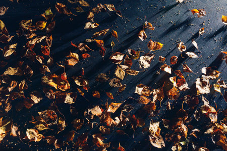 abstract dried leaves background, close-up viewの写真素材