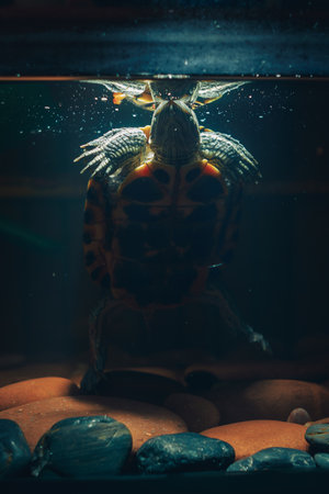 red eared slider turtle underwater in aquariumの写真素材