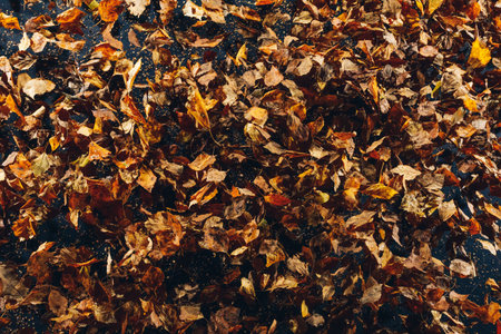 abstract dried leaves on black backgroundの写真素材