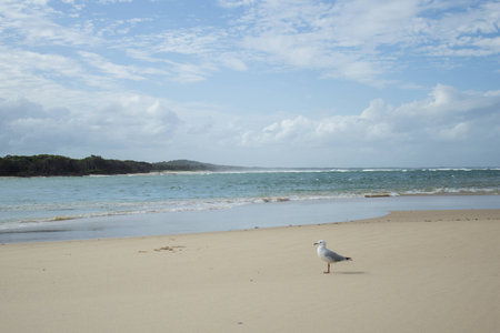 Seagull sitting at the Beach. Noosa Heads, Queensland, Australiaの写真素材