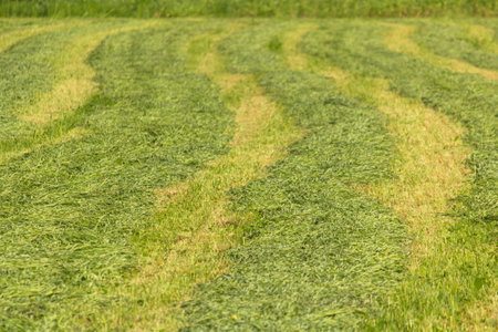 Lines of freshly mowed Hay on a field.の写真素材