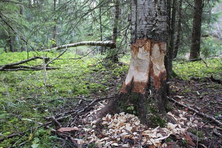 Birch gnawed by beaver in swedish forestの写真素材