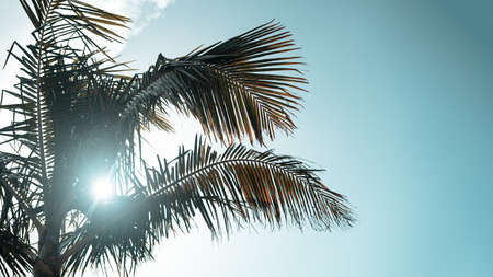 Sun flares through beautiful palm tree.の写真素材