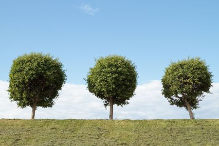 three spherical treeの写真素材