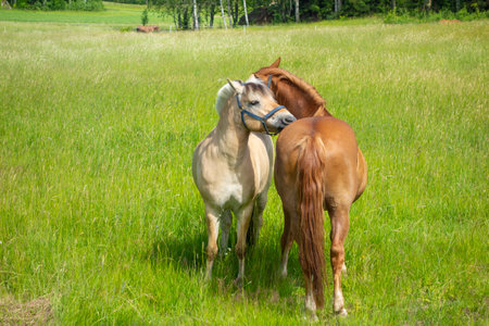 two gently sniffing horses standing in a green meadowの写真素材