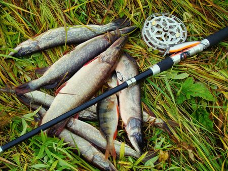 The rich catch of fish lies on a grassのeditorial素材