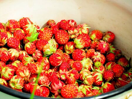 Strawberry wild gathered in the woodの写真素材