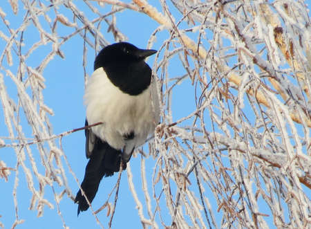                                Forty sits on winter Birchの写真素材