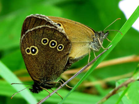 Two butterflies sit on a grass in the woodの写真素材