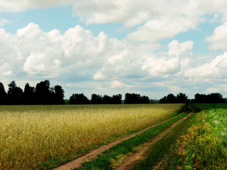 Towed road passes through fields of a farmerの写真素材