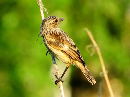 The female sits on a branch of die ?ernogolovogo dry grass 