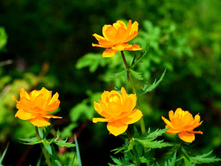 The Asian kupalnitsa blossoms in the middle of June