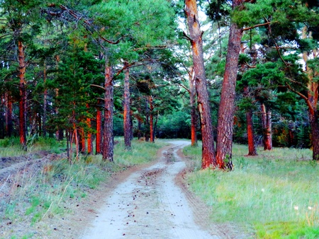                 In a tape of boron in Altai comes quiet evening               の写真素材