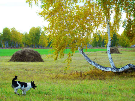 On a steppe scope the hunting dog runs