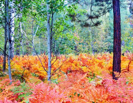                                In the autumn wood gold the fern became coveredの写真素材
