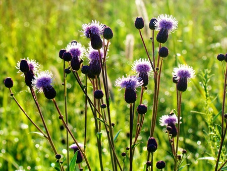 Pink sow thistle blossoms in early Augustの写真素材