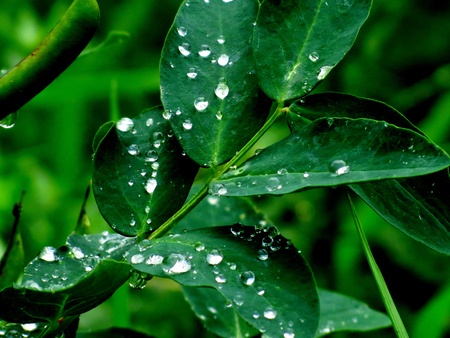 Morning dew dropped out on green leaves