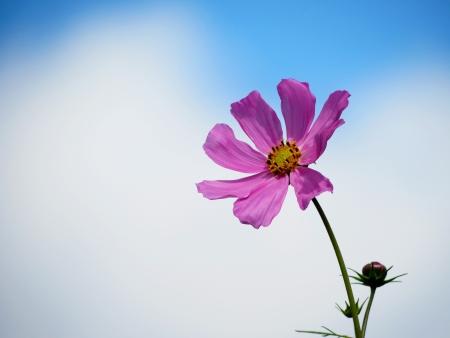 Kasmey blossomed pink color in a gardenの写真素材